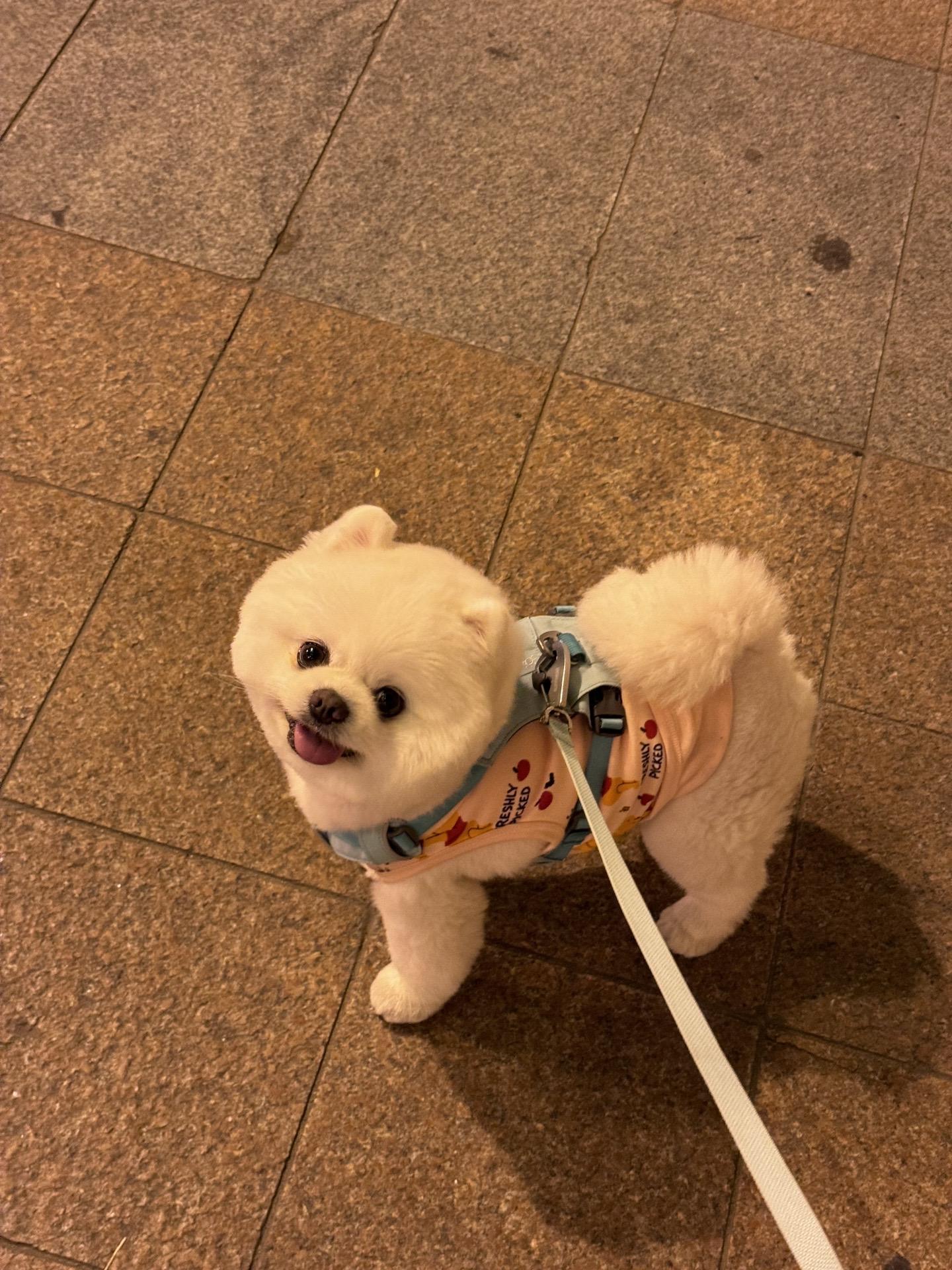 这几天遛街太开心了