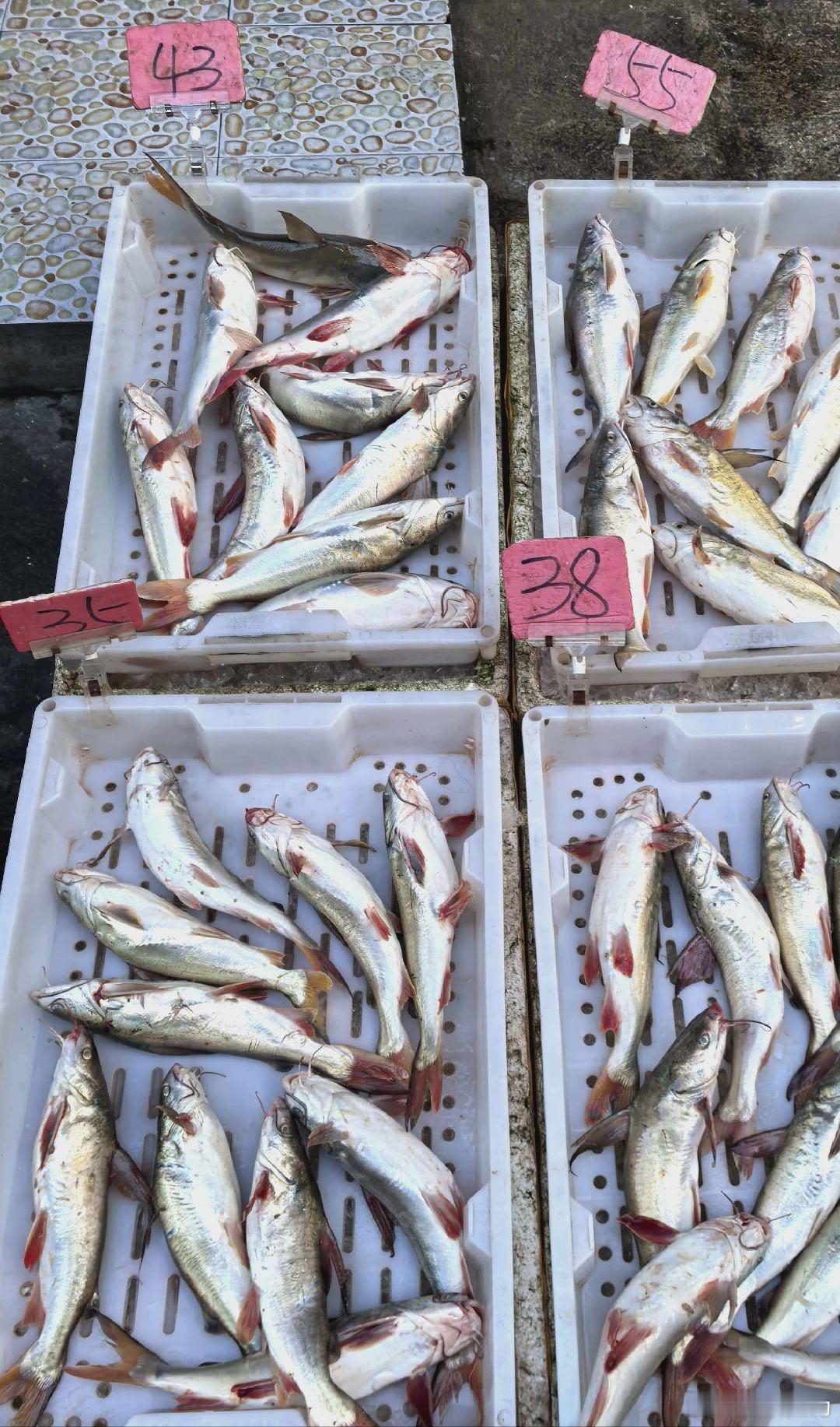 李爷减肥计划 减肥的第一百天。早上去菜市场转一圈，这小鱼儿也太贵了，咬咬牙买了最