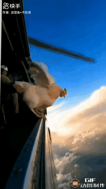 这个图片生动说明了，什么叫绝境求生，潜力是无穷的！
谁说鸡就不会飞！
同样有翅膀