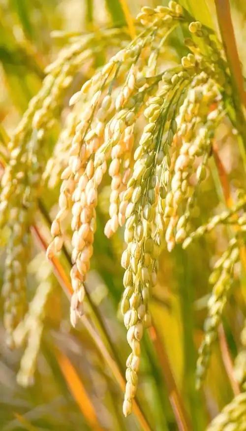 茵陈干姜汤“胆热脾寒证”
方剂性质‌：茵陈干姜汤为药膳食疗方，常见于民间或临床经