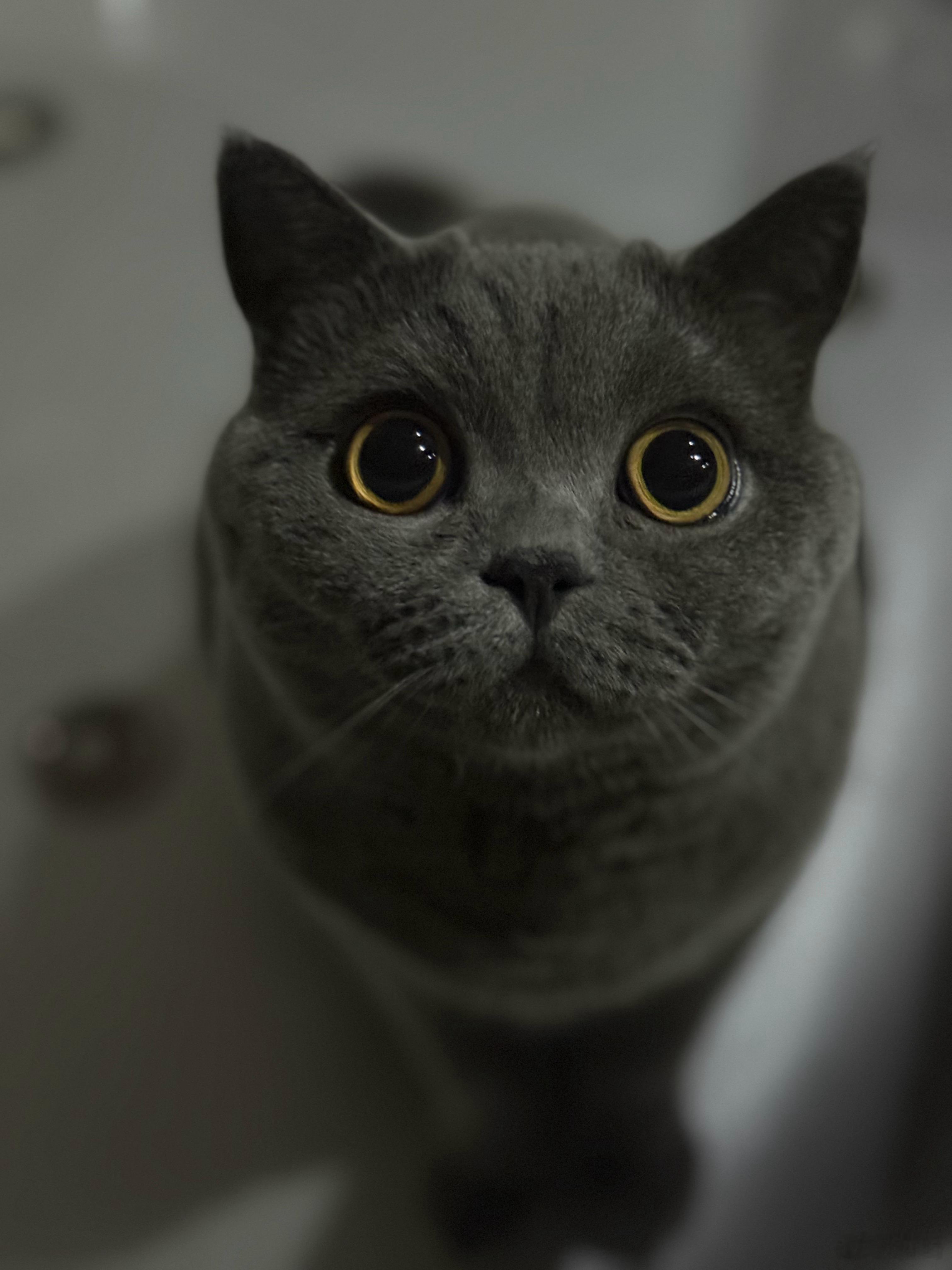 已经想我的猫猫了。 ​​​