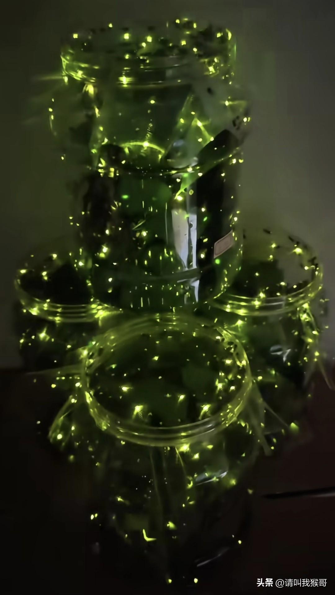 没想到曾经随处可见的萤火虫，如今也开始人工饲养了，不得佩服现在的人有生意头脑，正