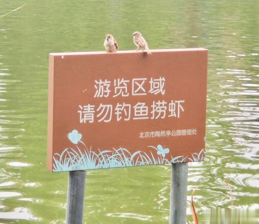 #鸟粉投稿# 麻雀：今天我俩值班 ​​​