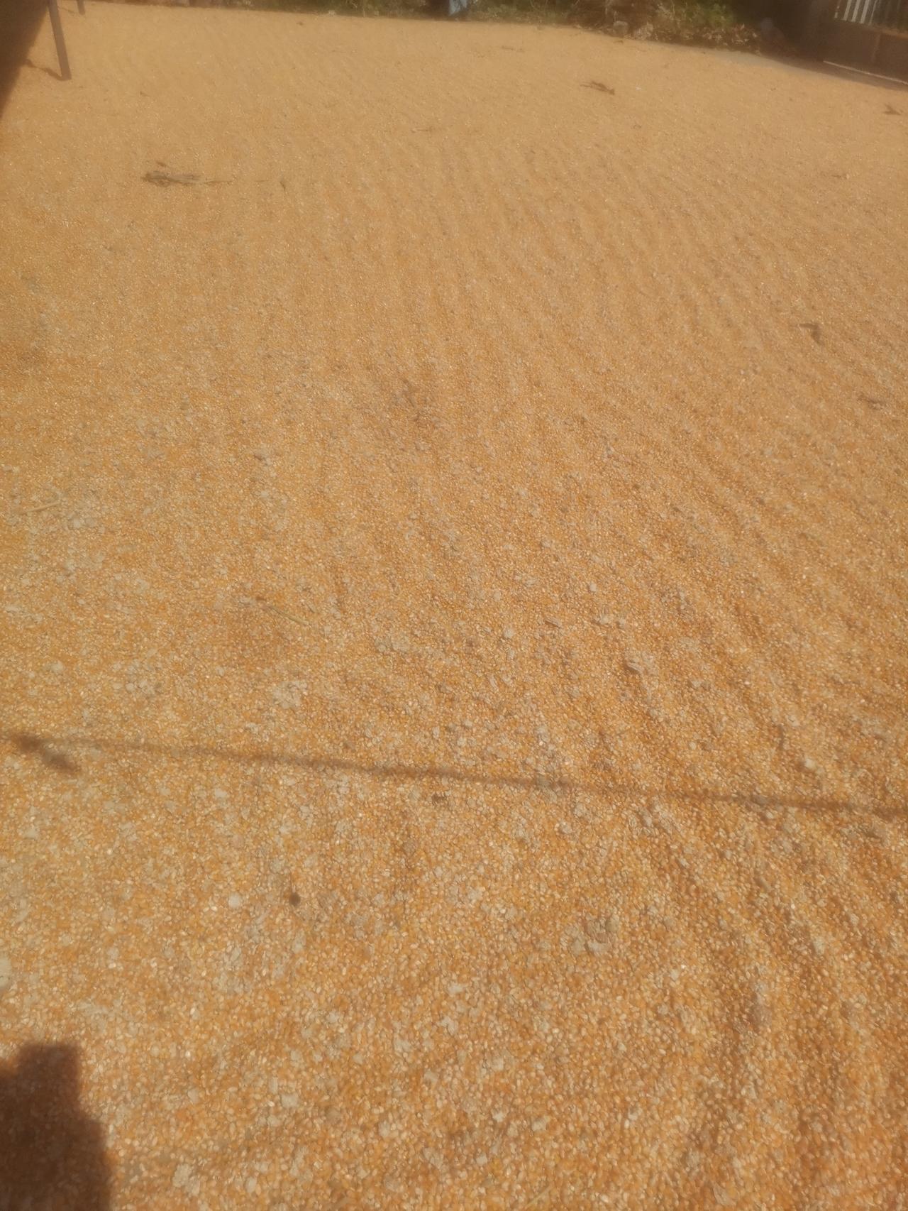 今天太阳终于出了，玉米太湿。
太阳从上午九点出来，到现在晒了六个多小时了，用耙子