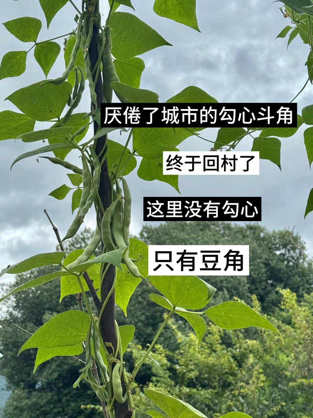 第一批回村大学生已成为阿福的兵