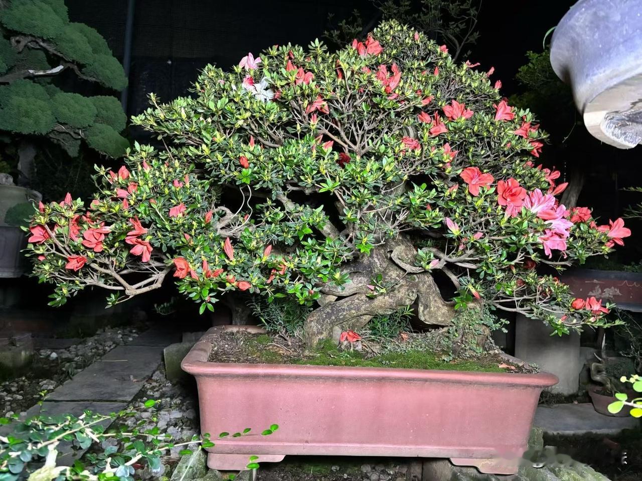 杜鹃繁花似锦的盆景，绿意盎然的生机，尽在眼前！🌸🌿杜鹃花写真