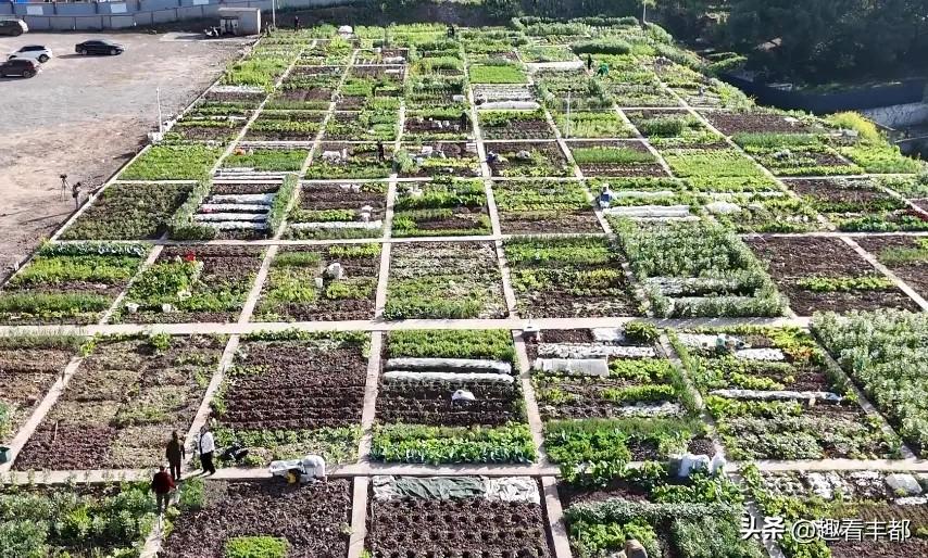 春日耕趣✨丰都蔬菜产业园火了，1000多户市民解锁“农场主”新身份
春风拂沃野，