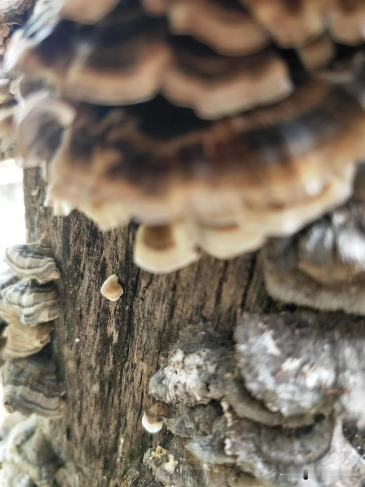 ＃又见你＃神草——灵芝＃
老辈人说，土生金，木生火。七分土三分色，方可生成五颜六