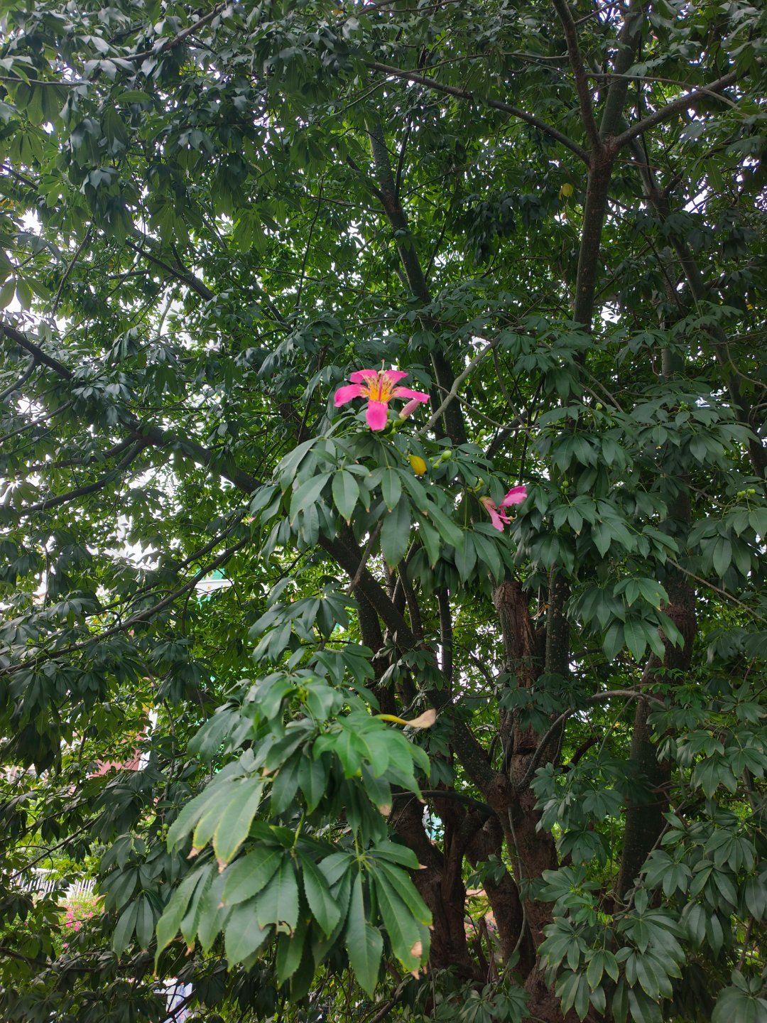 9月份了，还能看到异木棉和凤凰花，真好[太阳]  ​​​