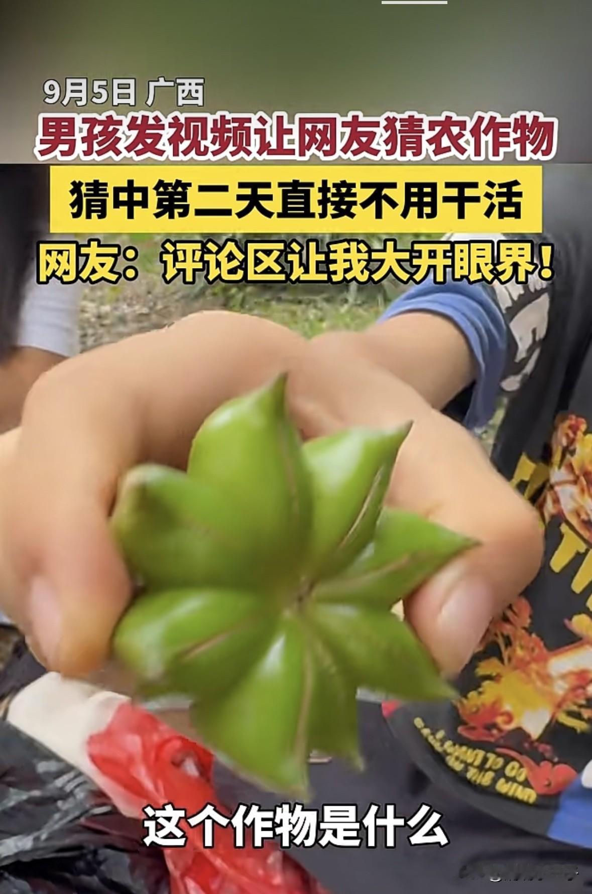 所以这到底是什么农作物？？？
广西一男孩发视频让网友猜他手里拿着的农作物是什么，