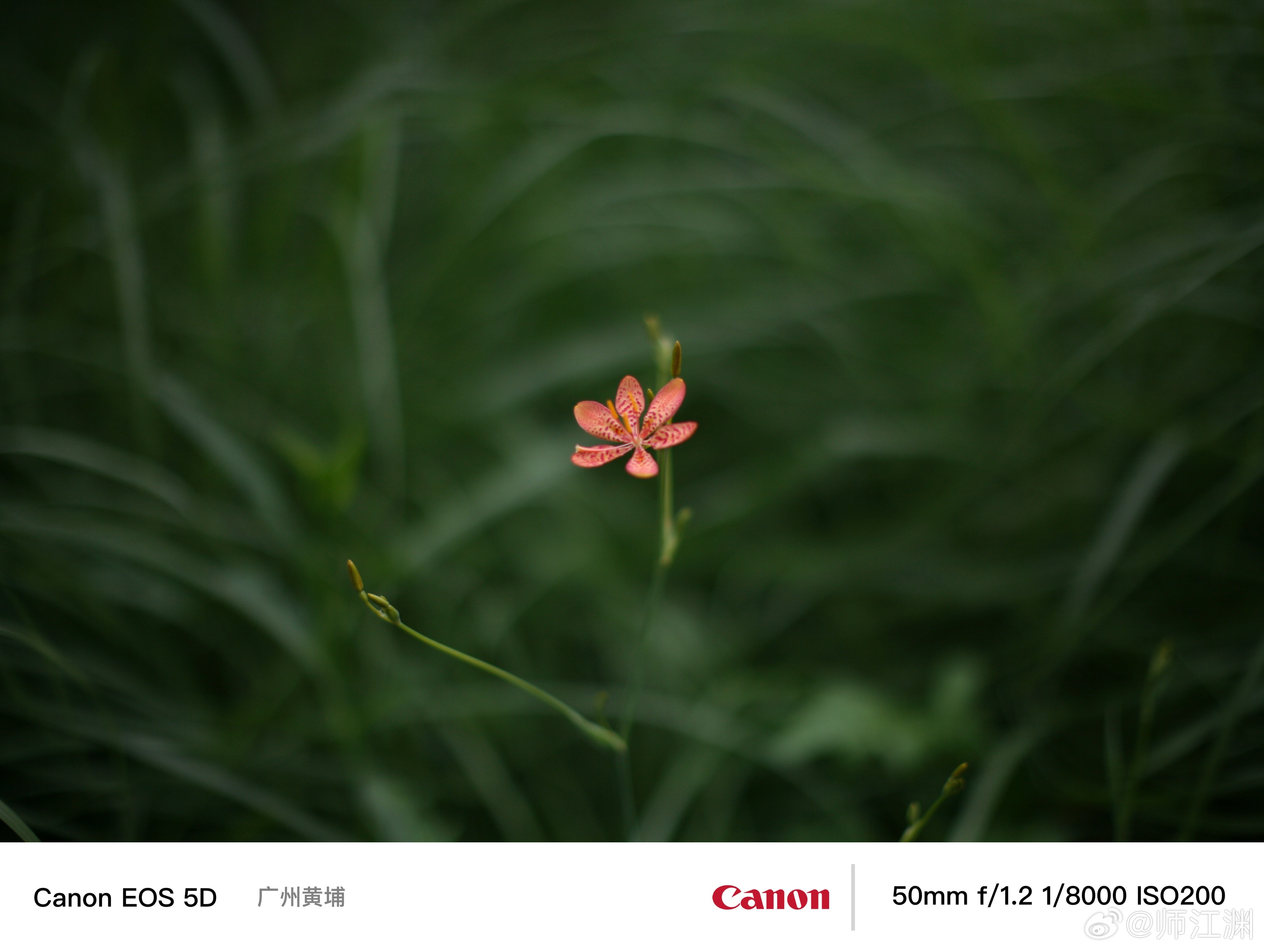 花开的每一天，阴雨天的广州城。绿意浓浓发现生活中的小美好早安 佳能5D 50L 
