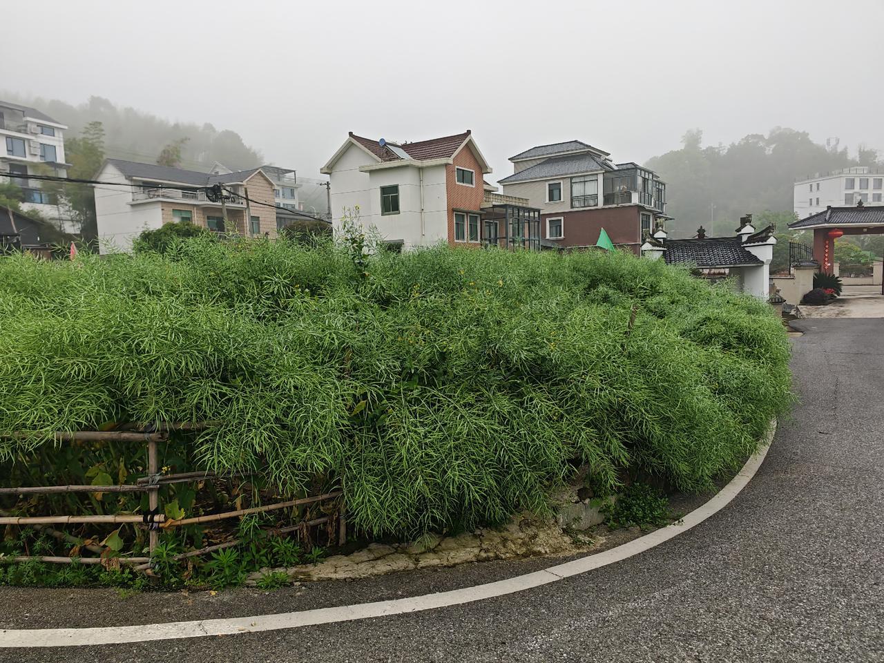 思考这样一个问题：政府扶持公司种植油菜花海，只取花而不要果实，这种模式有能持续超