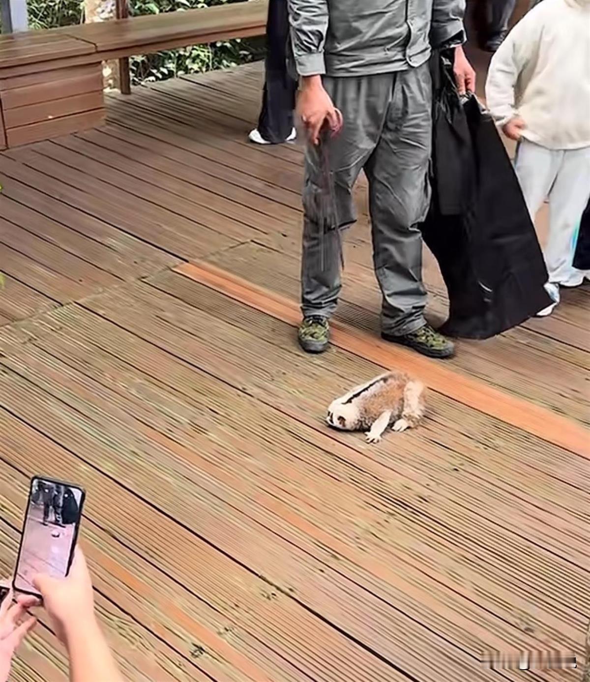 这真的是太没素质了，竟然这样对待国家保护动物，成何体统？

12月28日云南，为