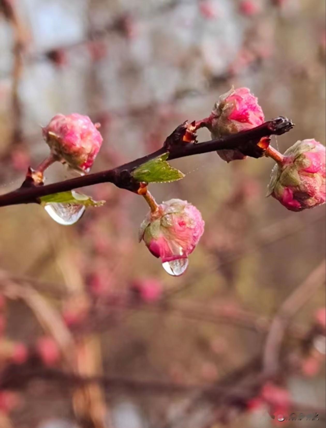 你说明年花还会再开、
可古人也说，
君看今日树头花，
不是去年枝上朵，
花开花落