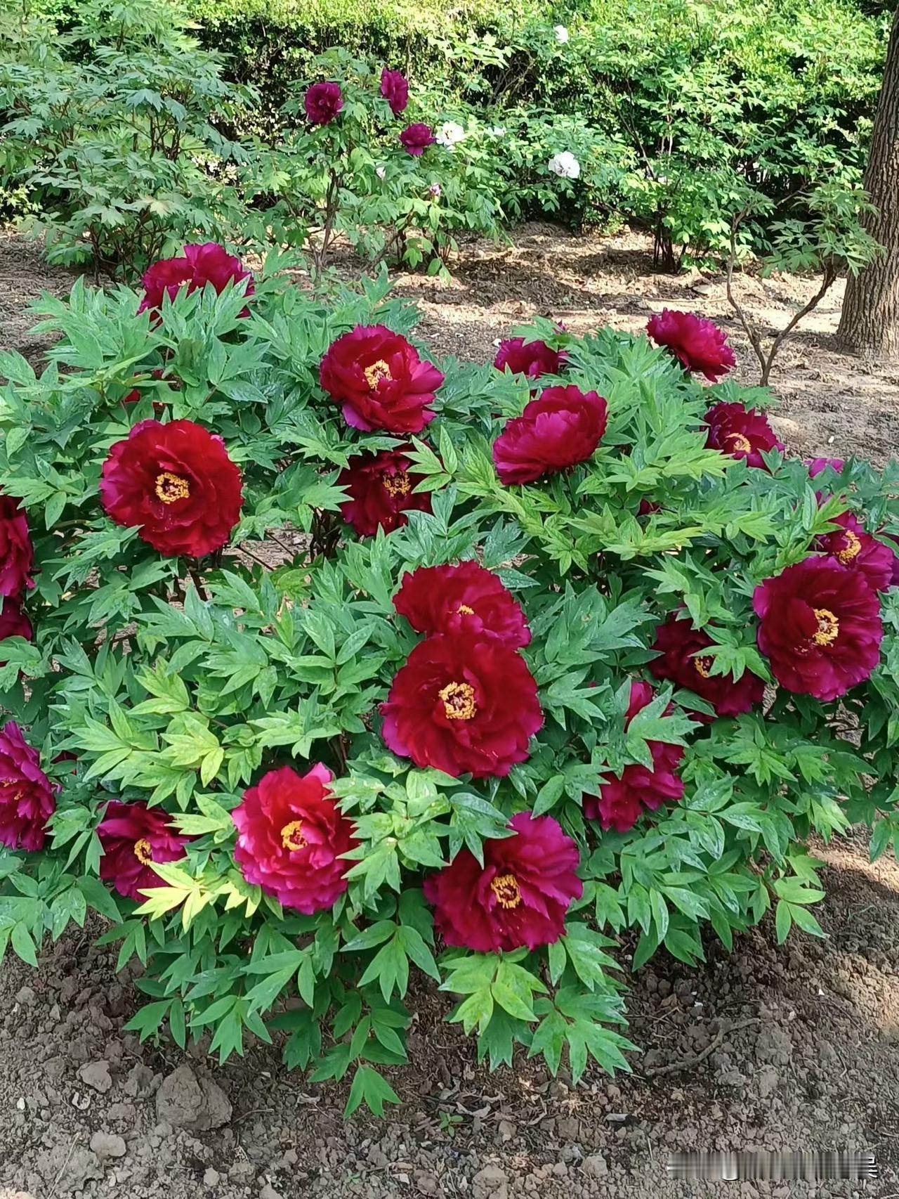 晒一晒相册里的花