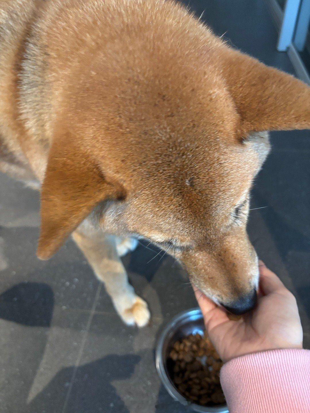 等灯[超话]  多大的小狗了还要妈妈喂饭[doge]跟弟弟学的吗 ​​​