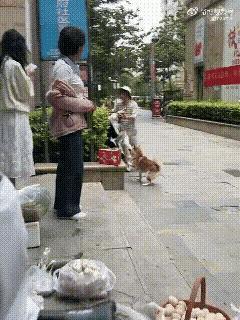 互殴不文明，不过这条狗真没白养。
