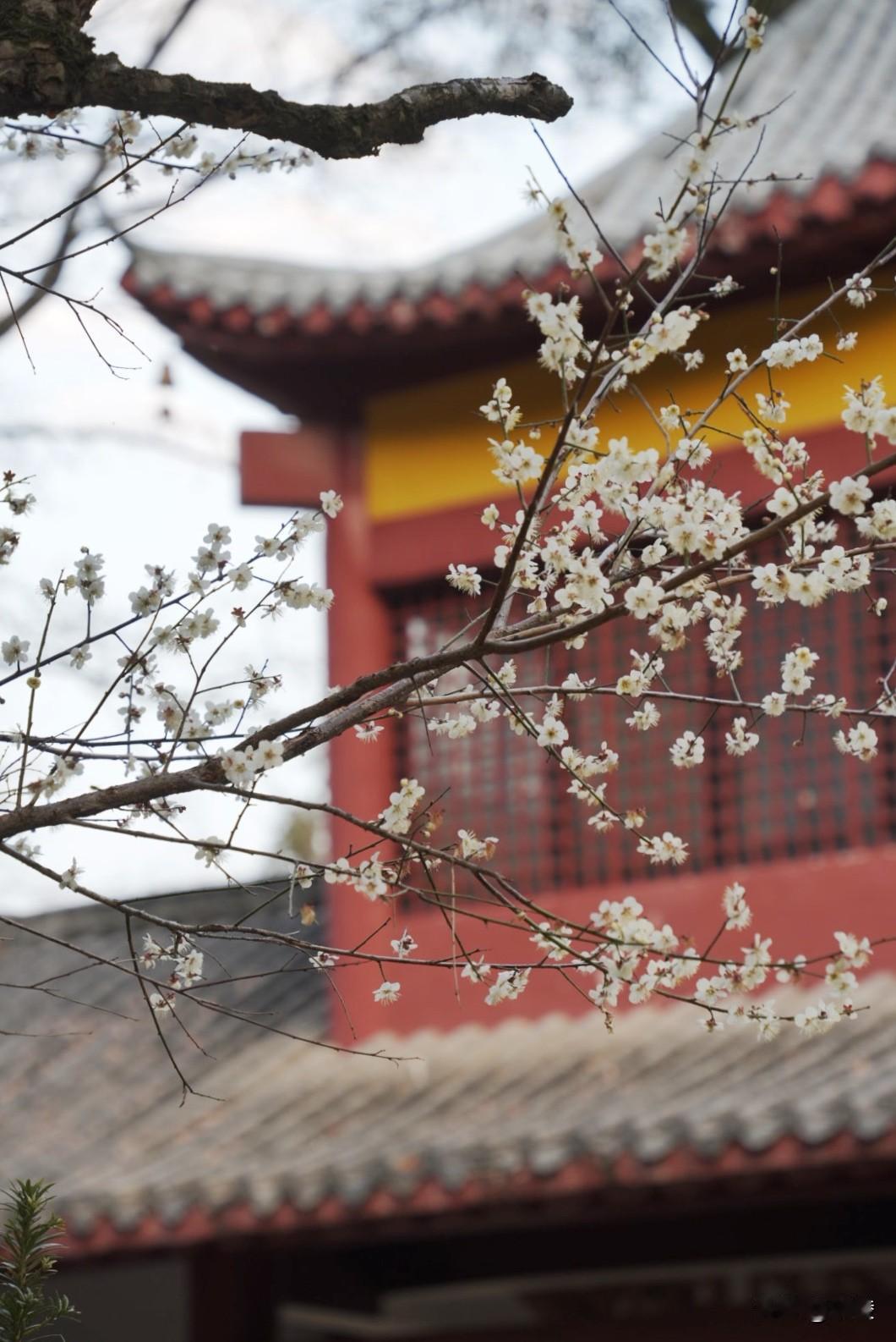 古驿道赏梅

梅关古驿道，由张九龄开辟于唐开元四年冬，是古代客家南迁最大的通道，