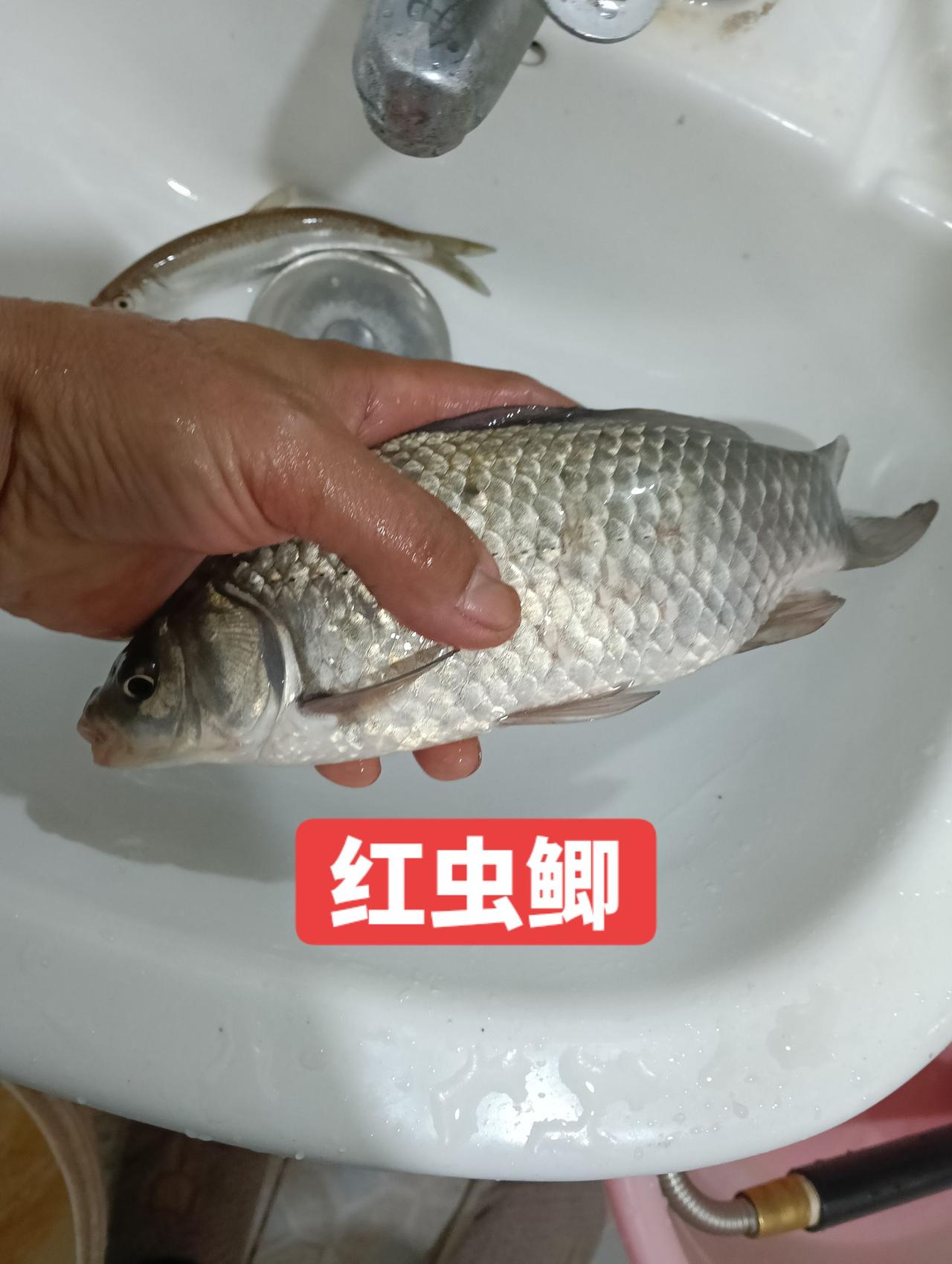 红虫鲫