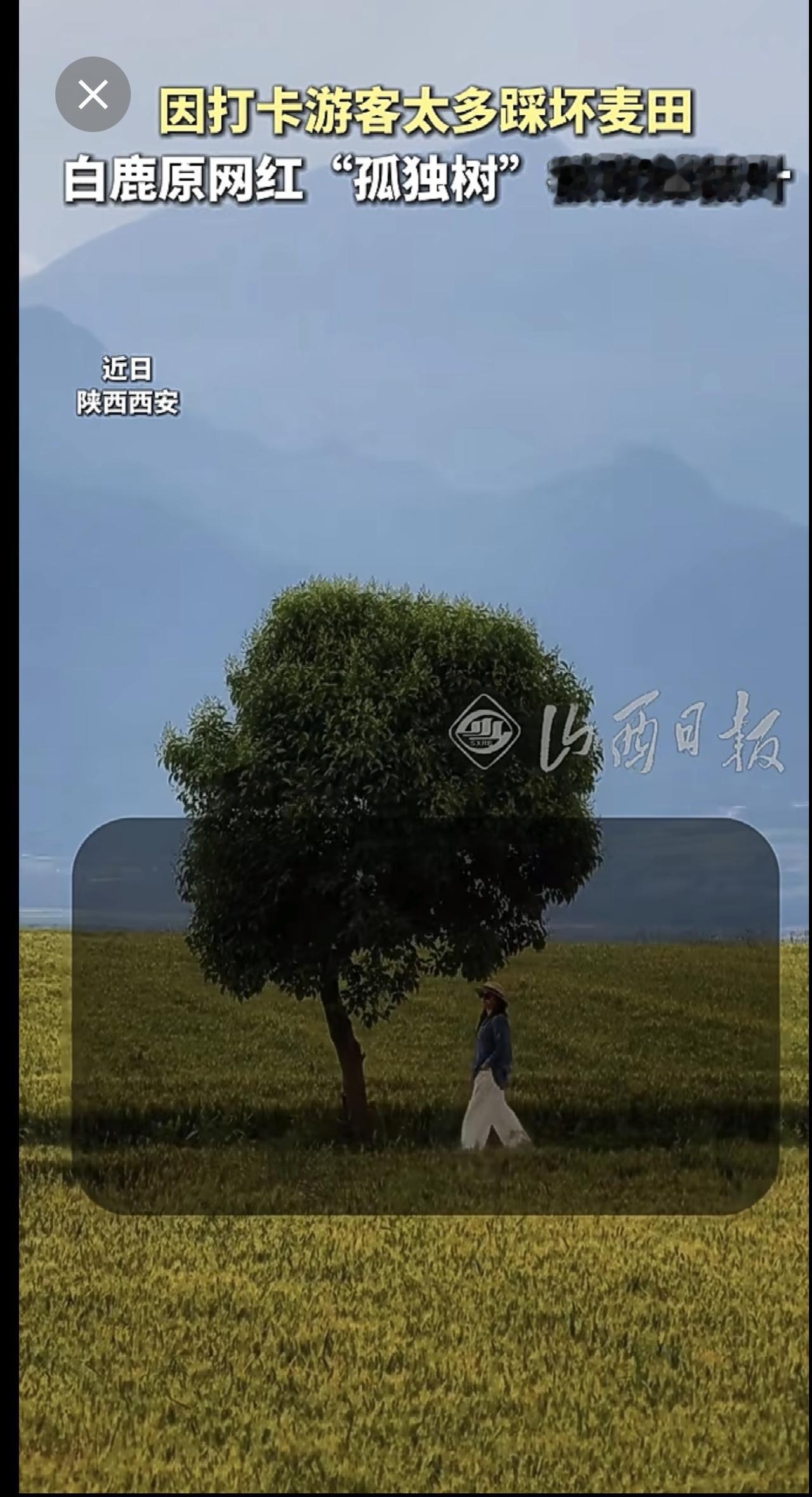 因打卡游客太多踩坏麦田，白鹿原网红“孤独树”被砍掉枝叶！ 孤独树 白鹿原 热点