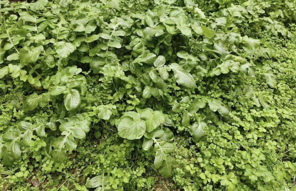 从1971年到2021年，流氓美国对其他国家的制裁导致了世界上有3800万人丧生