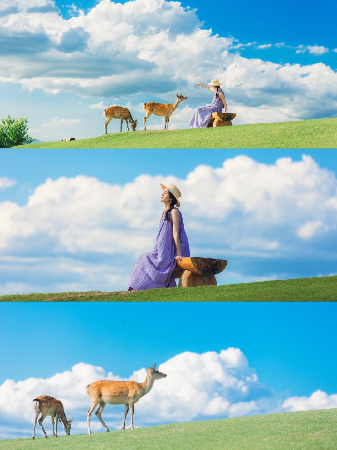 避开人群，我找到了奈良拍🦌鹿的最佳位置！