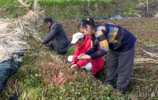 折耳根的味道你们能接受吗? 龙河镇3000多亩折耳根喜获丰收！