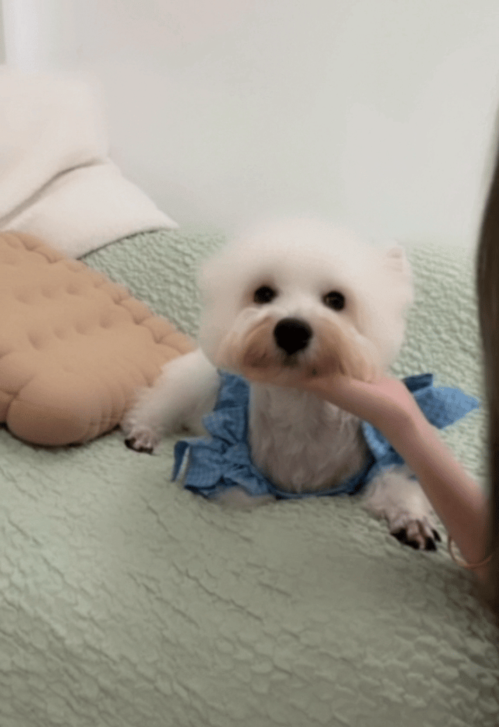 不呆蓬松的小呆🐶 