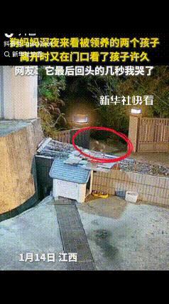 “看哭了！”江西一户人家里，不久前刚刚领养了两只小狗，主人很喜欢一直细心照料，不