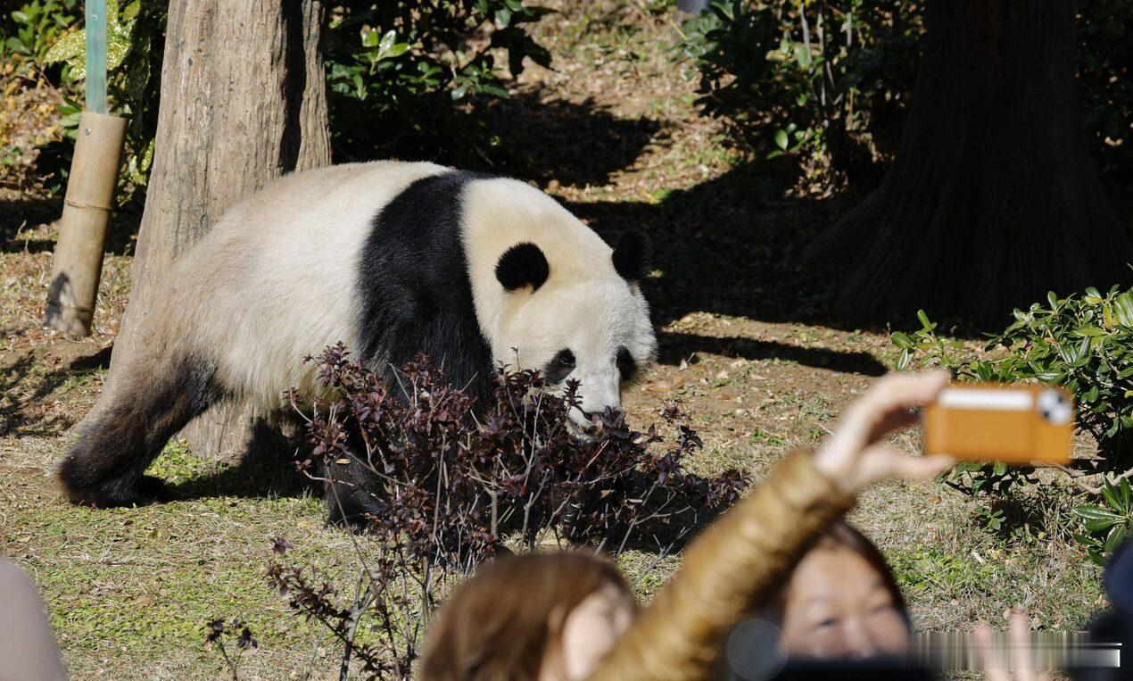 上野动物园大熊猫27日启程返华海外新鲜事日本 东京都政府19日表示，将按计划把归