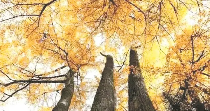 浙江省|赏银杏 观彩林 感受“秋天的童话”