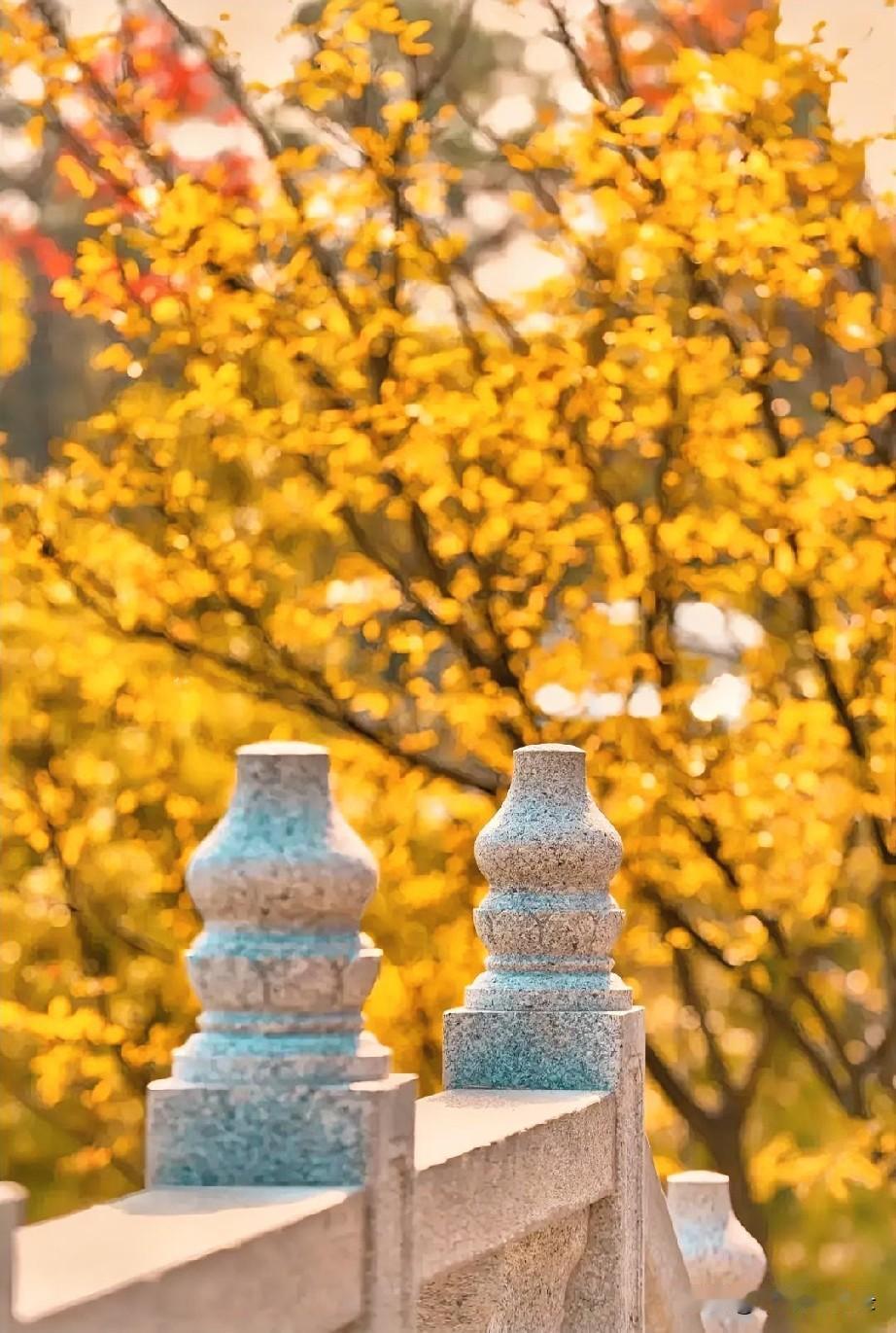 江南的秋来得淡、去得快，草木迟迟不肯褪尽绿意；北平的秋却来得透彻，槐蕊簌簌落地，