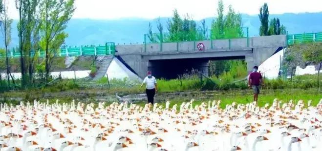 黑龙江大爷养鹅养出“鸿鹄之志”：6000只大鹅跟着大雁私奔，一年后又把命运啄了回