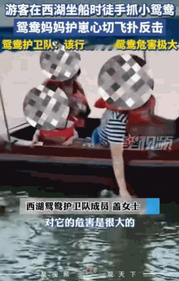 6月1日，浙江杭州，一名游客在船上，光天化日之下，竟然伸手把一只还没长全毛的小鸳