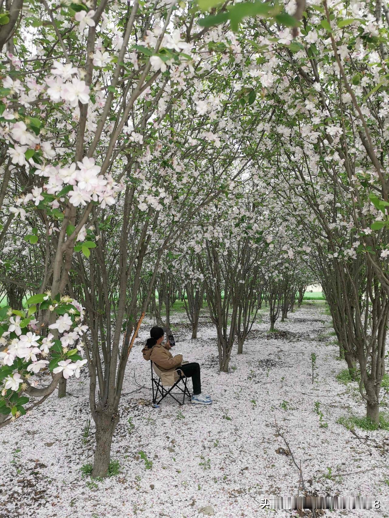 此刻的我
坐在海棠花丛中
不想任何事
只想安静地打个卡