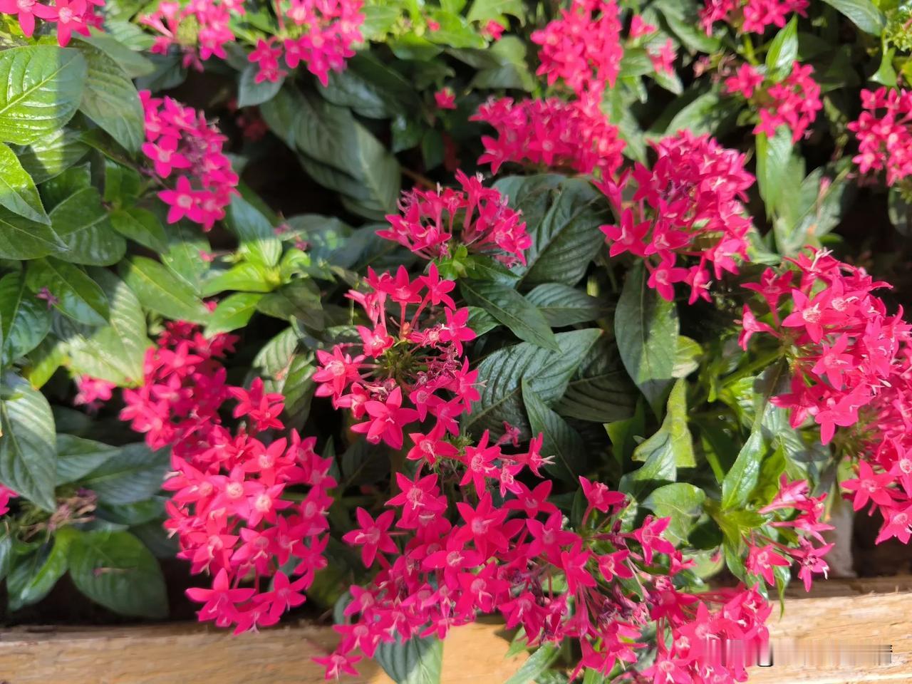 运动不一定有益健康

我先生瘦哥喜欢打羽毛球，即使今天周末他也不睡懒觉，早上六点