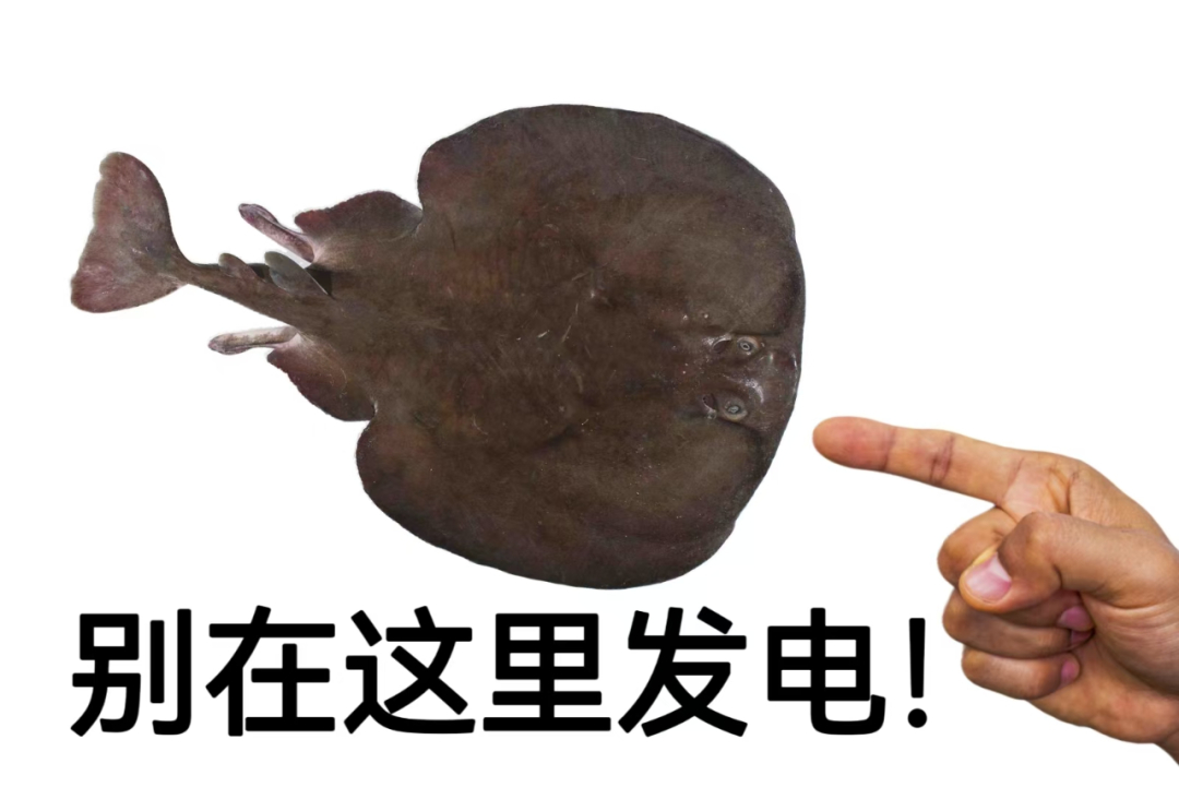 #每天一条冷知识# 所有的电鳐都是行动缓慢的底栖性鱼类，它们无法快速追击猎物，只