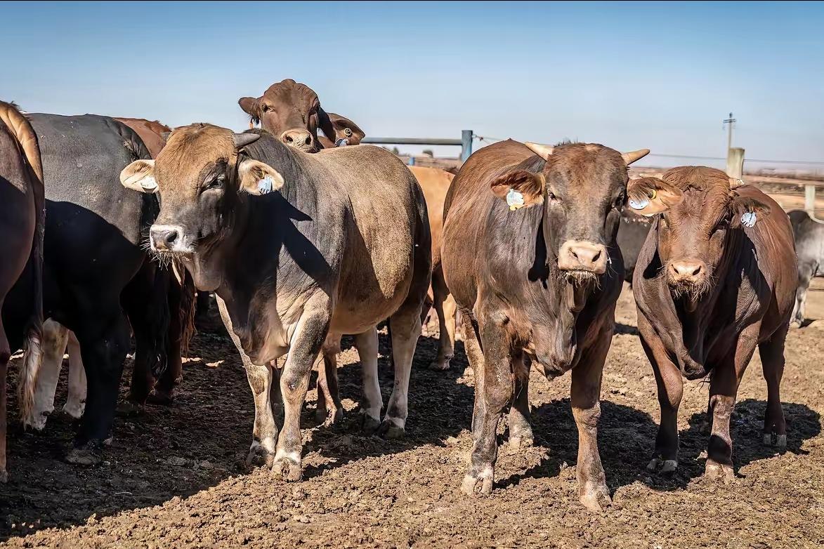 制裁不过夜!不给澳方喘息机会

2025年12月31日，澳大利亚外交贸易部发表声
