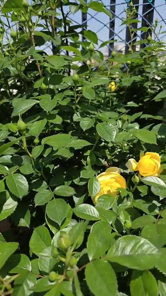 我很期待，到时候分享给我的兄弟姐妹。

这些月季是2023年4月底栽下的，当时刚