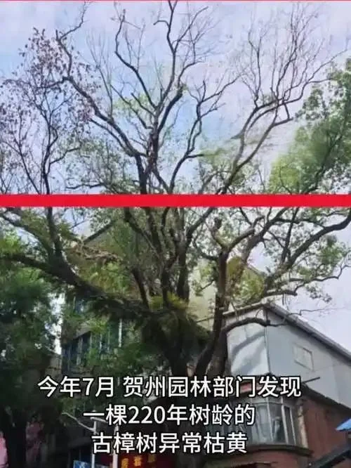 树洞里的致命毒药：220 年古樟差点死于 
