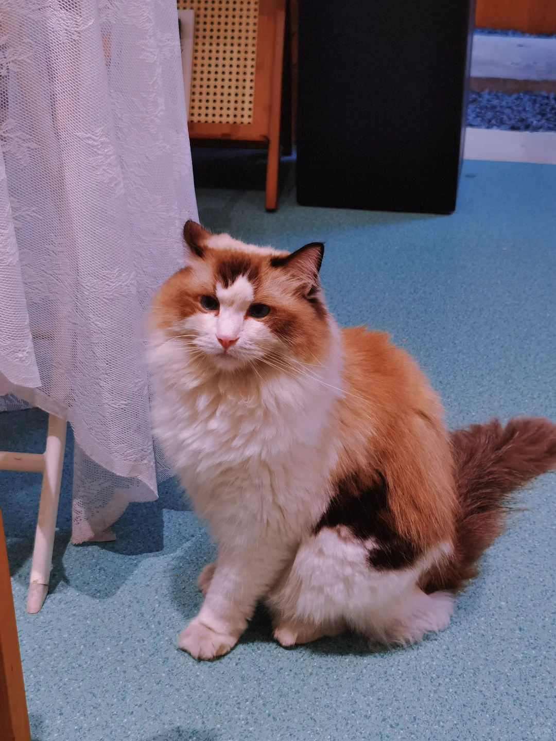想看看你们的布偶猫