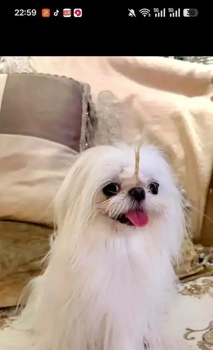 鹿晗关晓彤领证了？！
 
工作室悄悄把婚庆业务写进营业执照，这是要办大事。
 