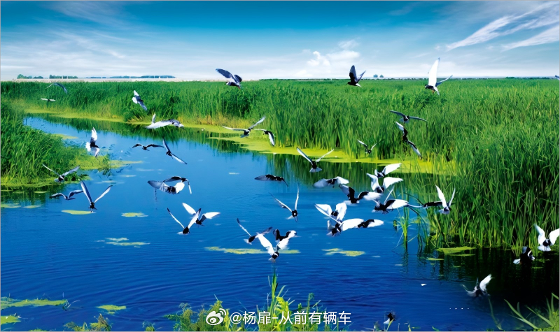 黑龙江文旅厅推出夏季“百日行动”：即日起至10月8日，开放伊春红松林海徒步、扎龙