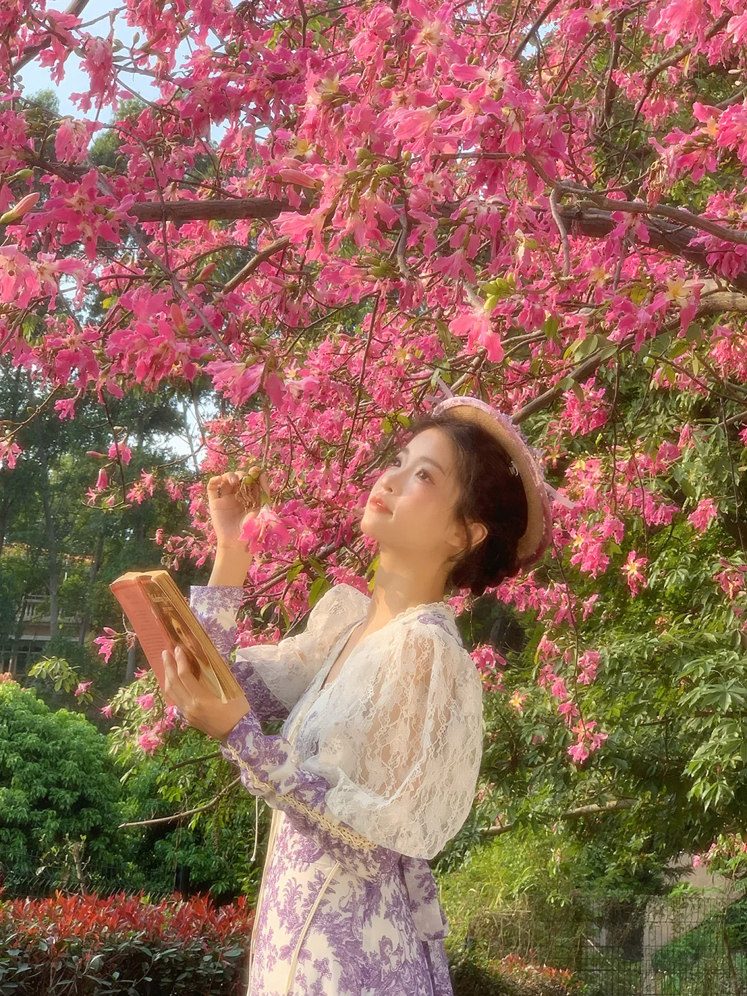 冬天异木棉的神级live图💐