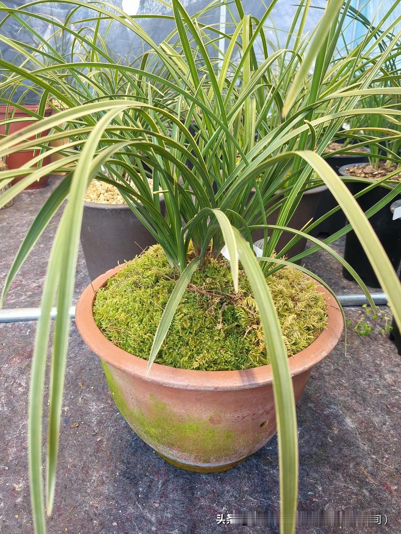 古法自然养兰，秦岭蕙兰，绿意盎然的盆栽，生机勃勃的植物世界！