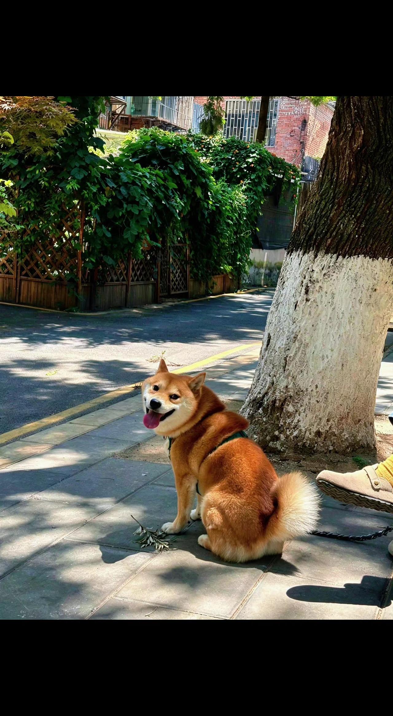 ☀️树荫把夏天剪成光斑，柴犬吐着舌头偷瞄人间👀 尾巴摇成小太阳，治愈了整个午后