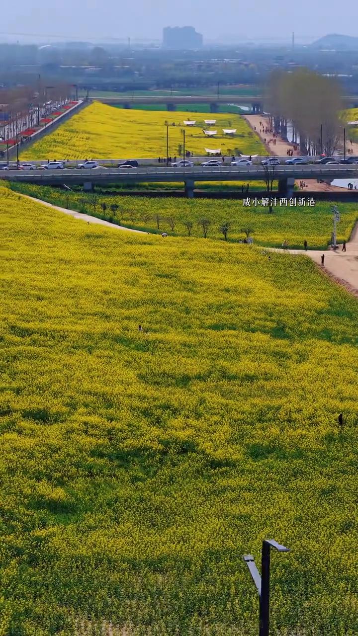 看油菜花不必远行，地铁直达洋西创新港东。
咸小解沣西创新港。