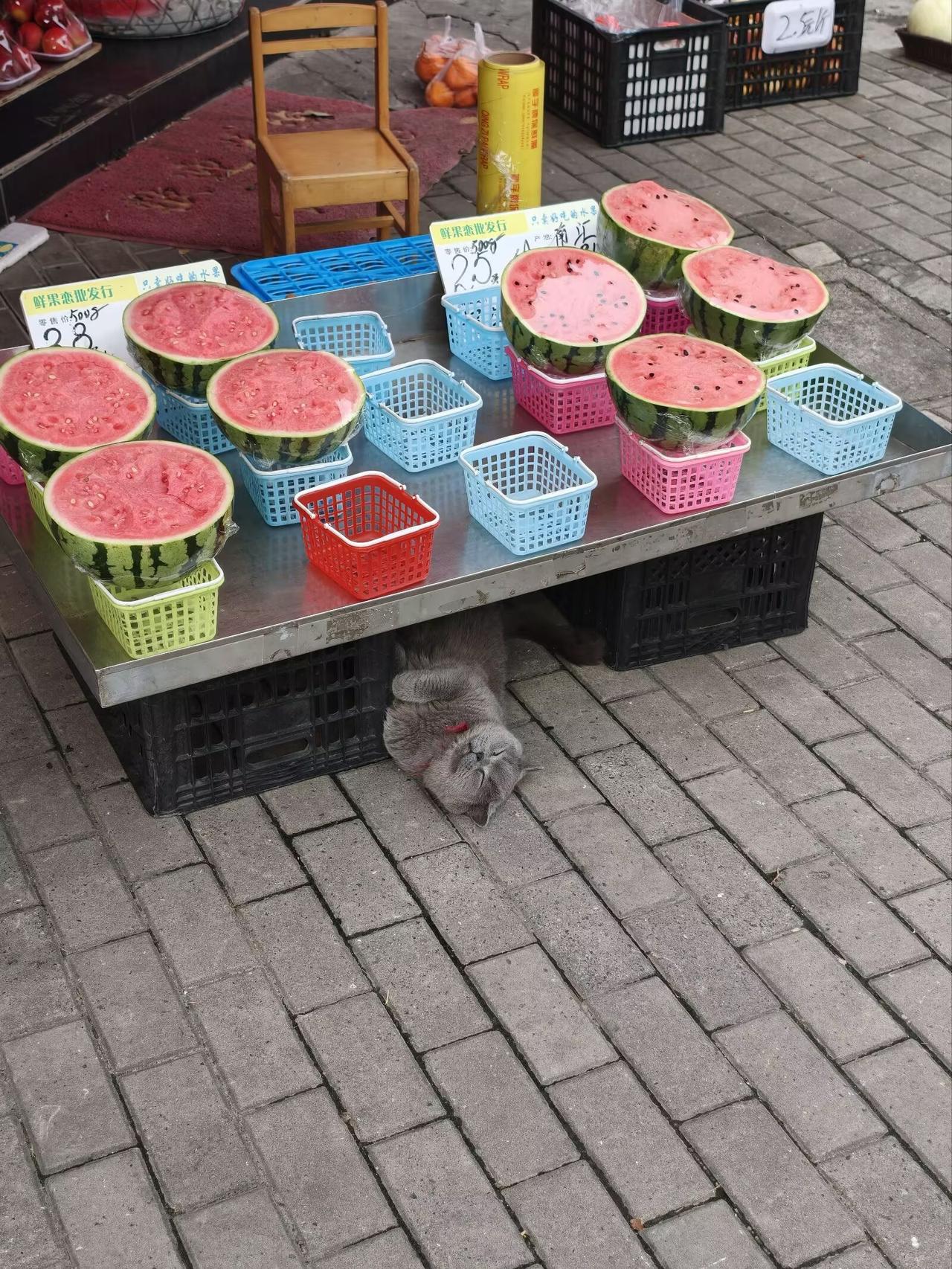 路上遇到的睡觉的阿咪