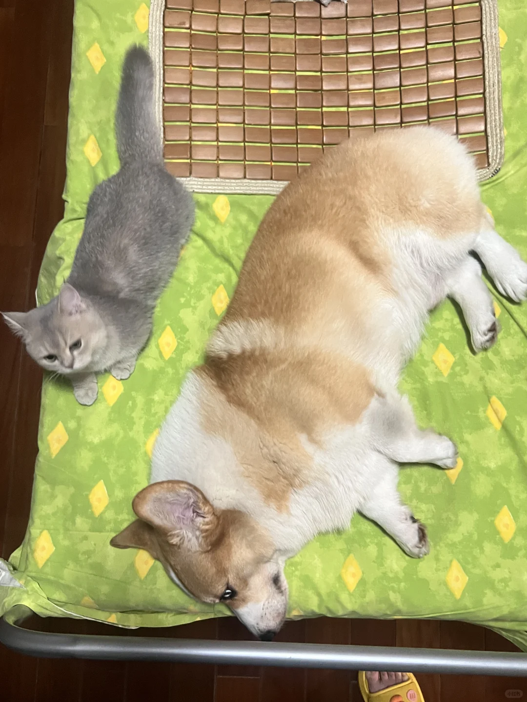 哪个扫地机器人好用，求推荐