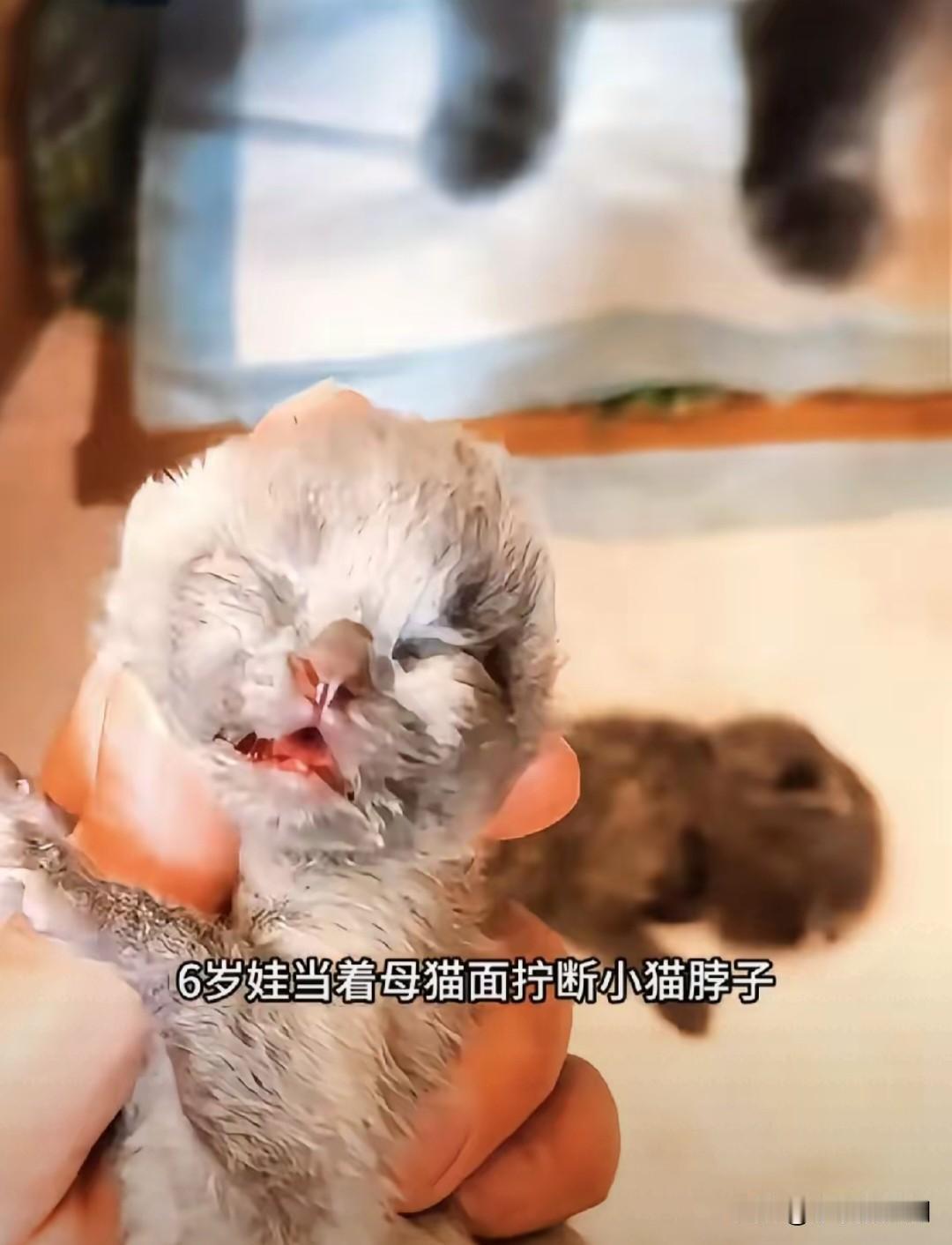 6岁娃当面摔死3只幼猫！父亲一句“死了就死了”，比虐猫更让人寒心！
 
6岁男孩